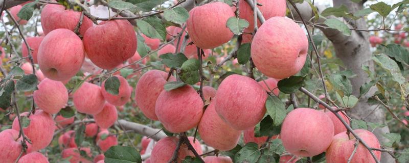 红富士苹果产地在哪里,水果,红富士,苹果,农业,第1张